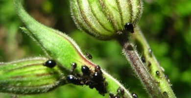 Plagas de plantas: todo lo que necesitas saber para cuidar bien tu jardín