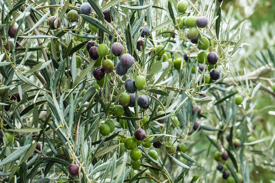 Cómo cuidar un olivo