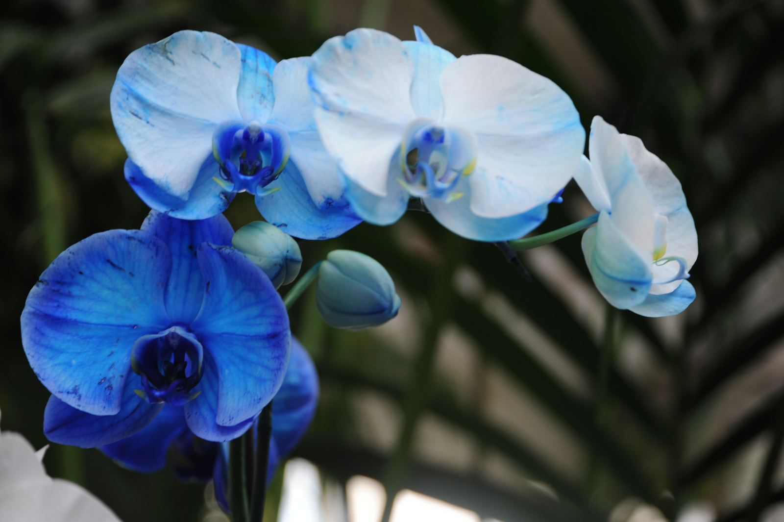 orquídeas azules